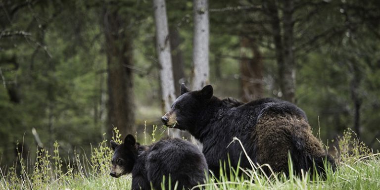Park rangers use technology tools to help conserve wildlife