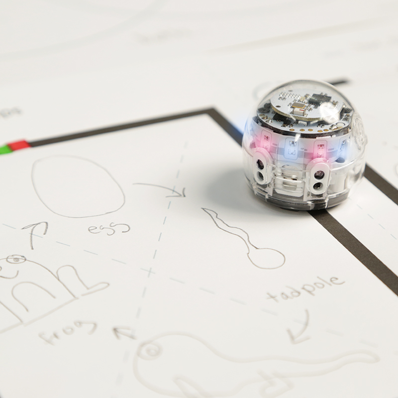 Life Cycles is the top STEM lesson for third graders by Ozobot