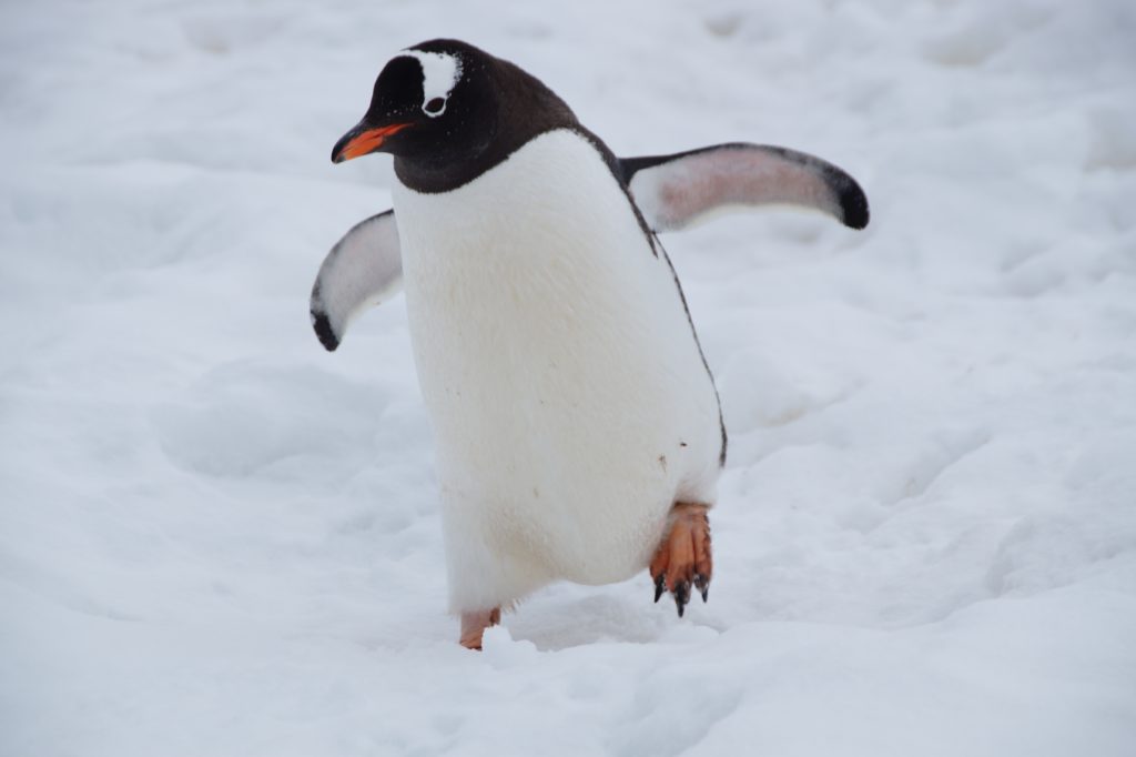 Creating a Penguin Habitat - top STEAM lessons for first graders