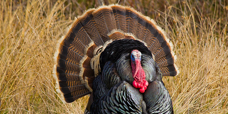 Discover 5 cool science facts about turkeys this season