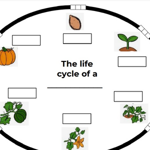 Life cycle of a pumpkin image